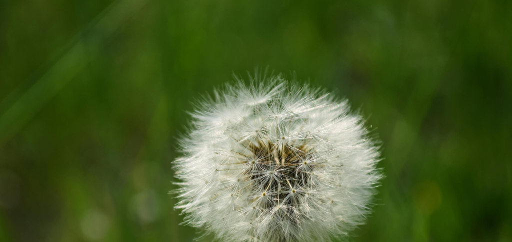 closeup of a dandelion