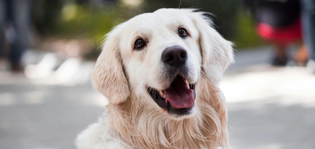 A golden retriever is used to represent a pet owned by a resident in Los Altos hills with artificial grass for their lawn