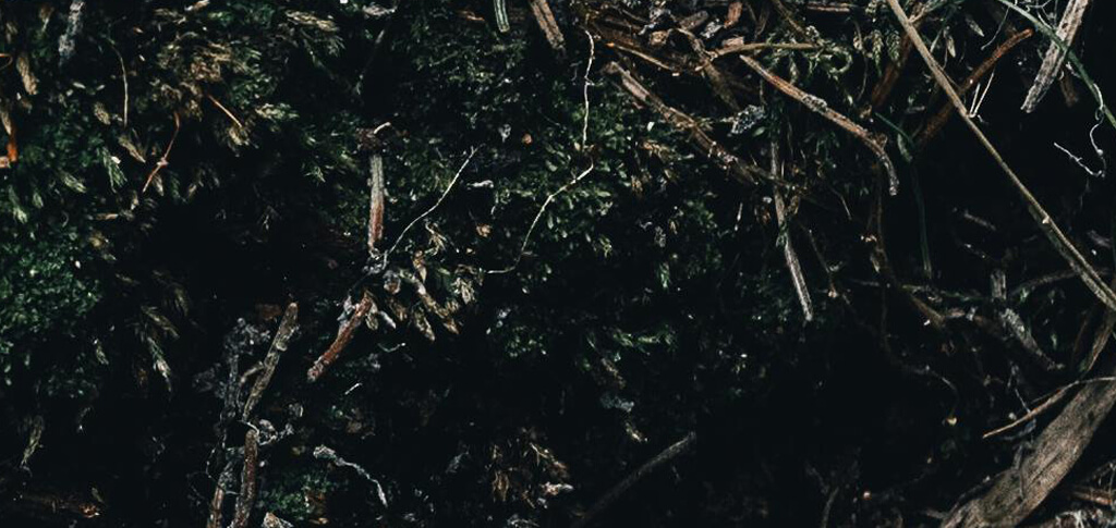 a photo representation of mold on the ground