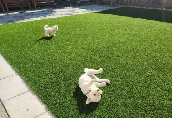 2 white dogs enjoying pet-friendly artificial grass at a Los Altos Hills residential home