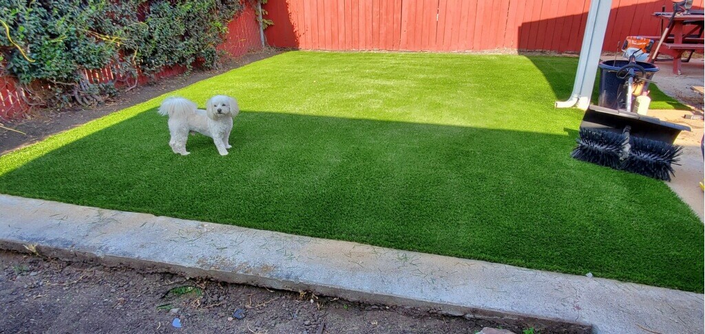 A white dog stands on pet-friendly artificial grass at a Los Altos Hills residential home